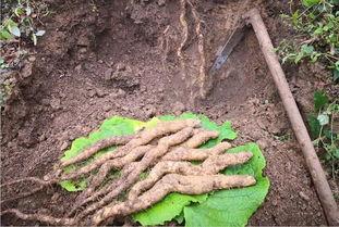 山药打孔种植视频,高效种植新方法