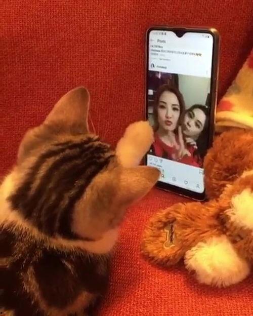 猫咪伊人在线视频,萌宠直播界的魅力女神